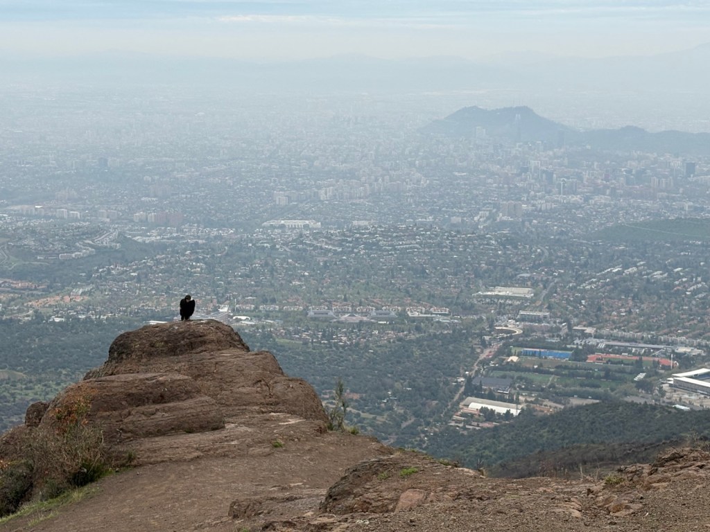 A condor perched on a rocky outcrop high above Santiago