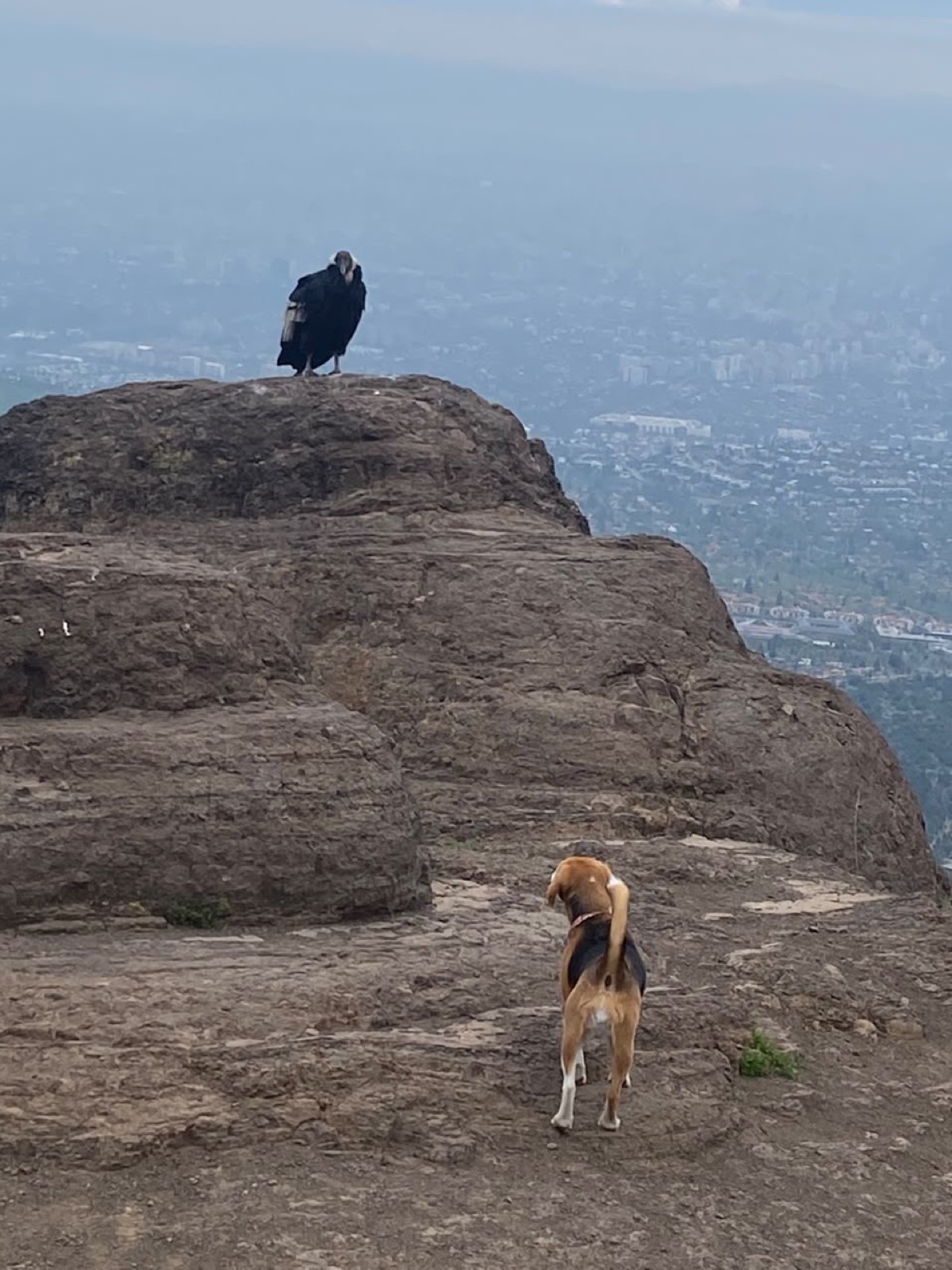 A beagle walking up the rock toward a condor perched at the top