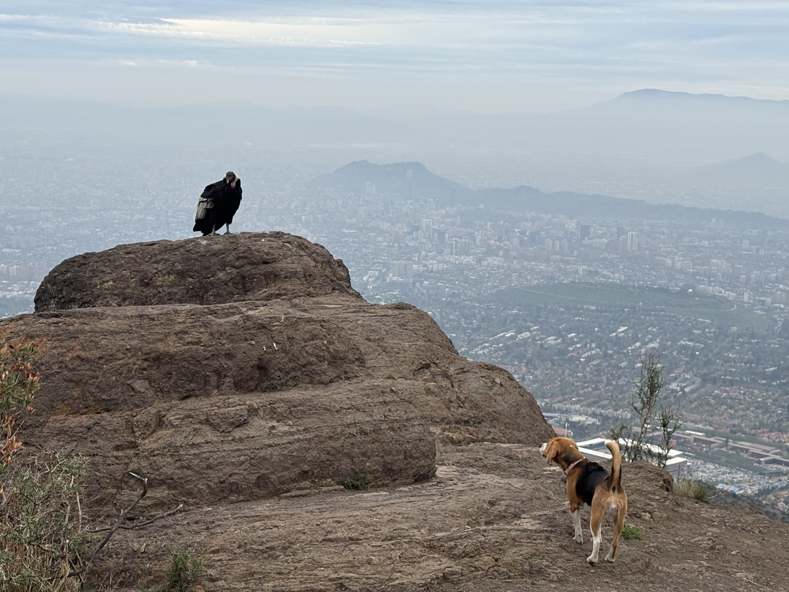 A beagle and a condor facing each other on a rock above Santiago
