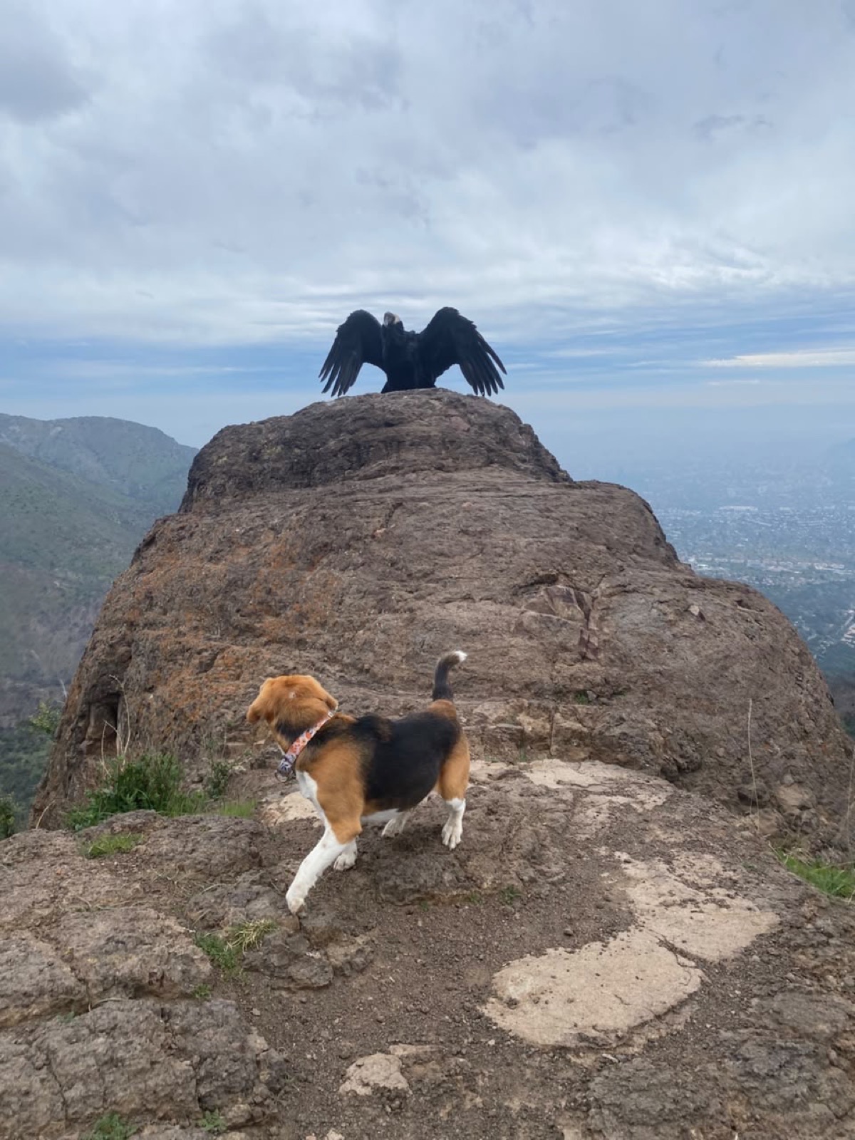 A condor spreading its wings on top of a rock as a beagle looks up at it